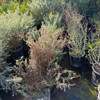Potted California Fuchsia with red flowers in a garden setting