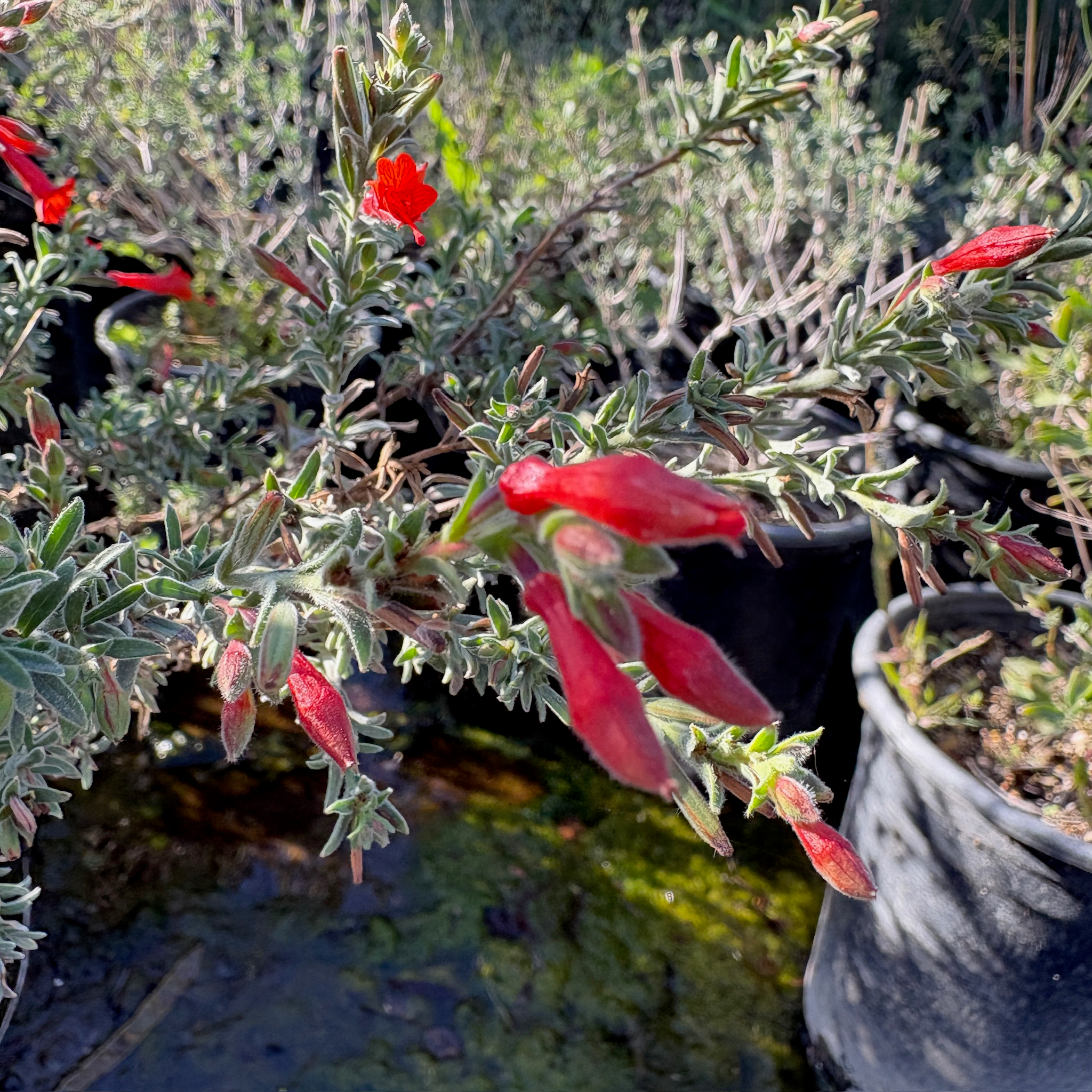 Red flowers on California Fuchsia in a pot with a blurred background