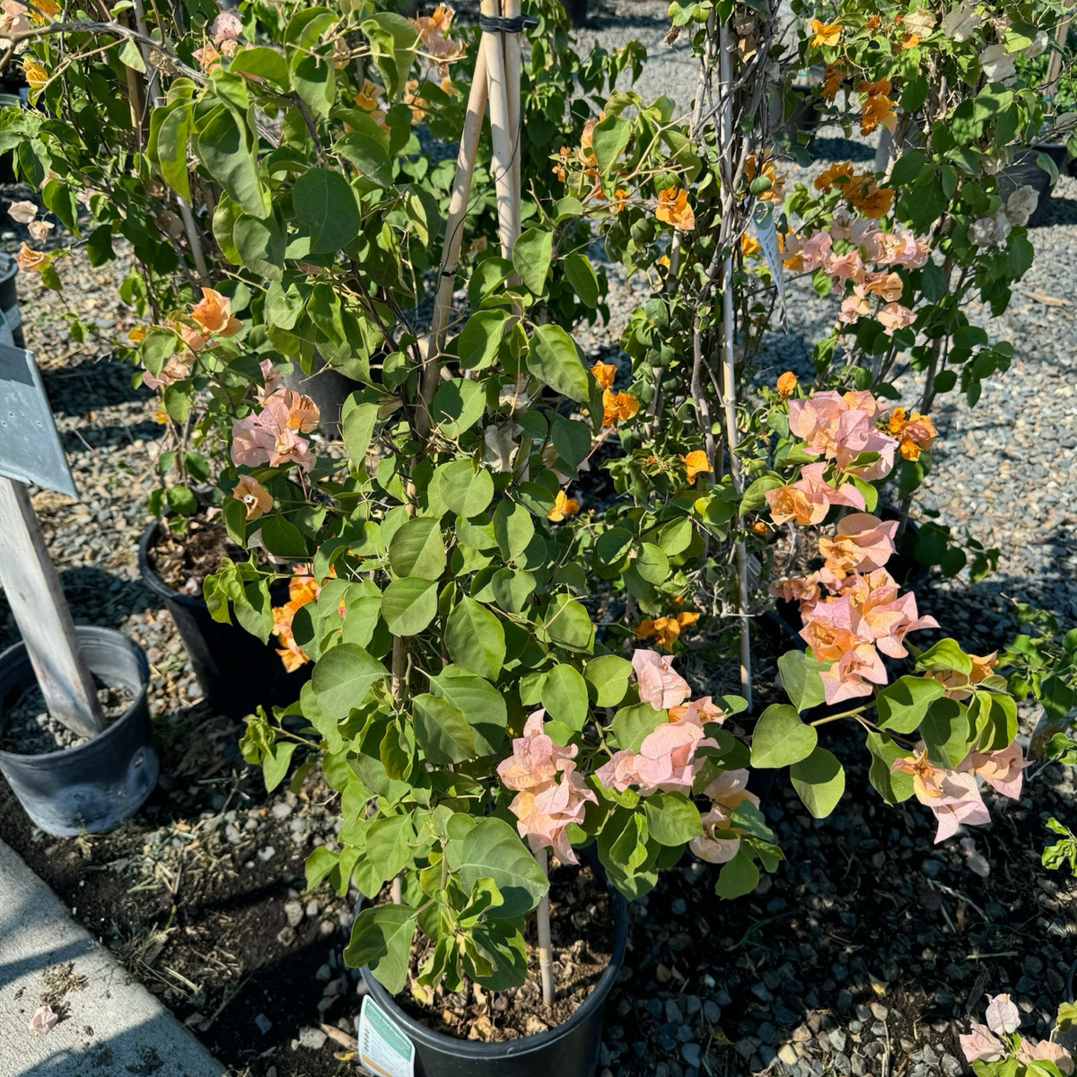 California Gold Bougainvillea