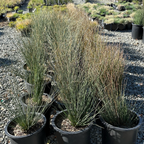 Potted California Gray Rush in a nursery setting with gravel ground.