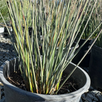 Potted California Gray Rush with long green leaves in a garden setting