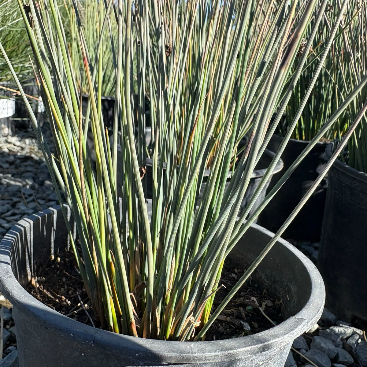 Potted California Gray Rush with long green leaves in a garden setting