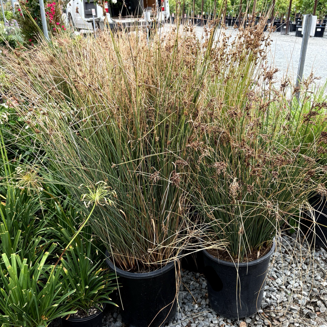 California Gray Rush