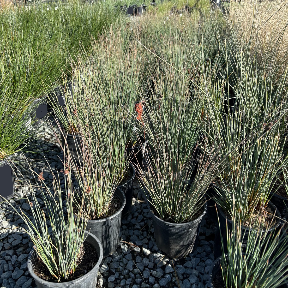Potted California Gray Rush with thin green stems and small red flowers on a gravel surface.