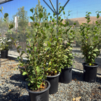 California Hazelnut