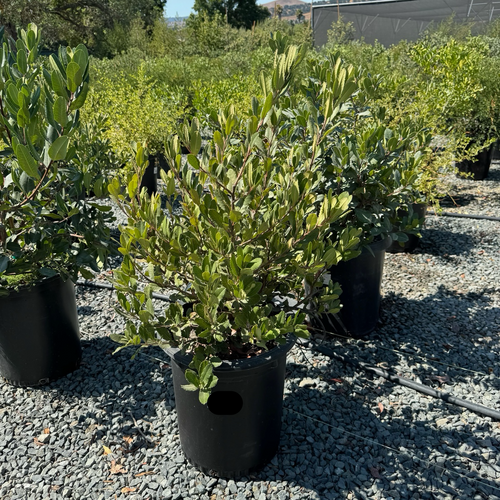 California Holly