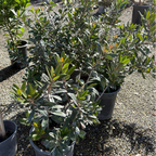 California Holly