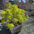 California Horse Chestnut