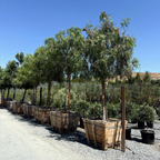 California Pepper Tree
