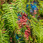 Red berries on California Pepper Tree