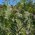 Close-up of green leaves California Pepper Tree with a blurred natural background