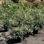 Row of California Pepper Tree in pots with a natural landscape in the background