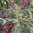 Close-up of California Pepper Tree with pink berries and green leaves