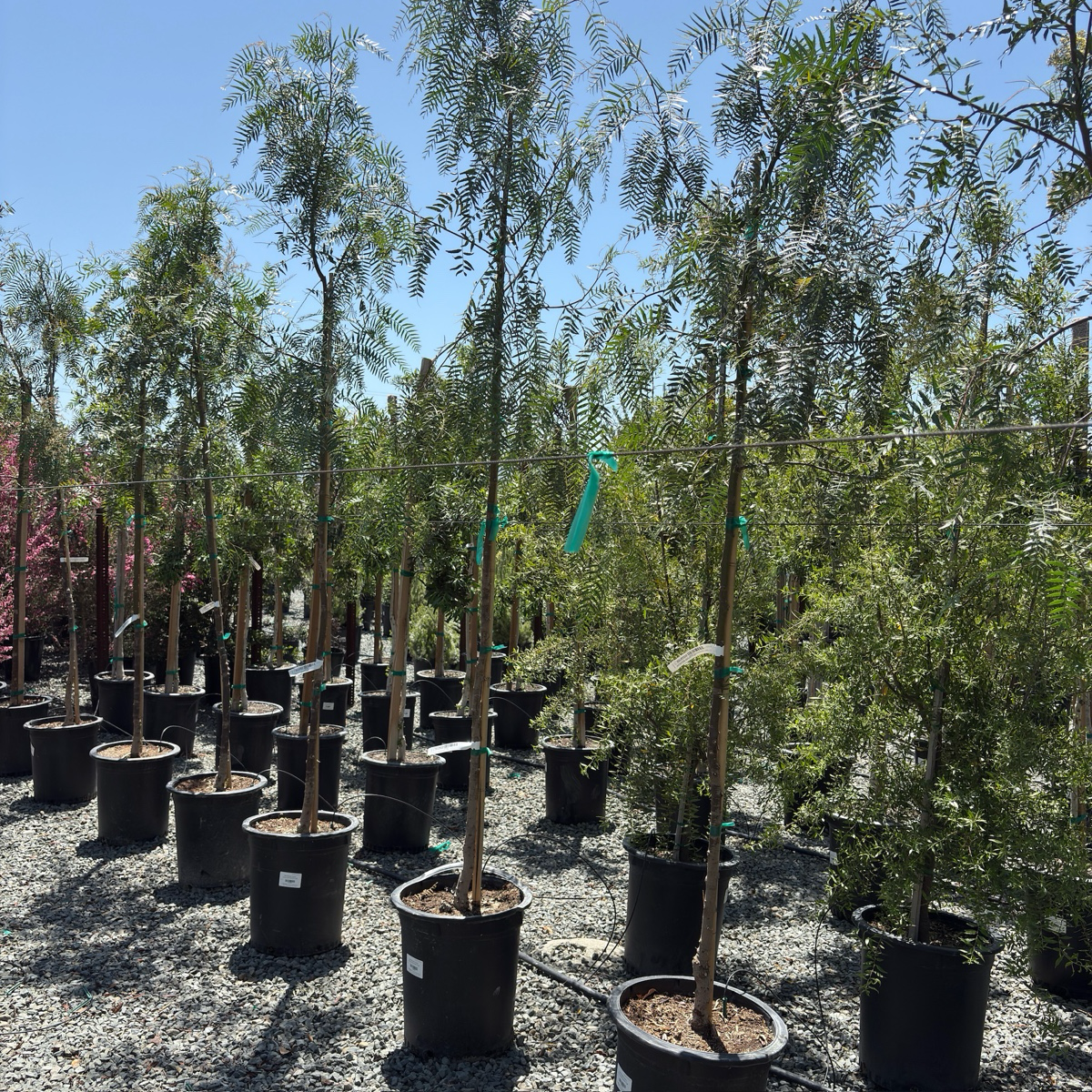 Row of potted California Pepper Tree in a nursery setting with clear blue sky.