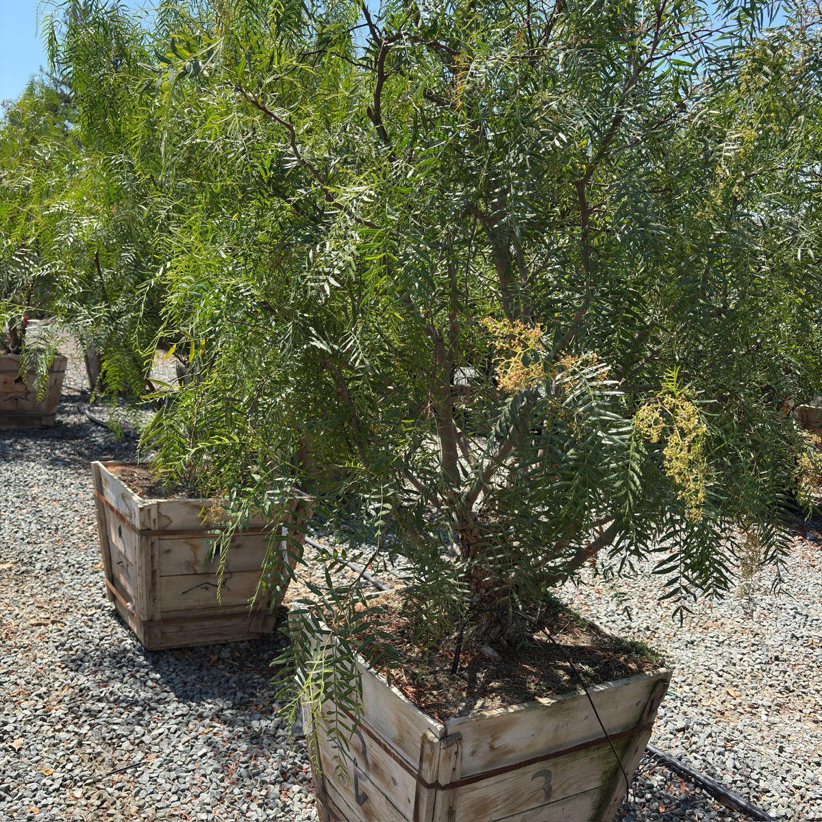 Potted California Pepper Tree in wooden crates on a gravel surface with a clear sky.