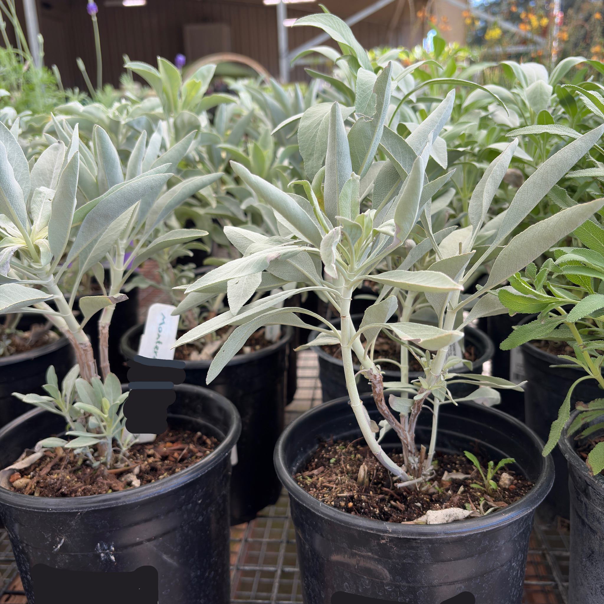 sassy.サスィ　フラワーイヤーカフェ　ホワイト系 California White Sage (Salvia apiana) | Sacred Native Sage