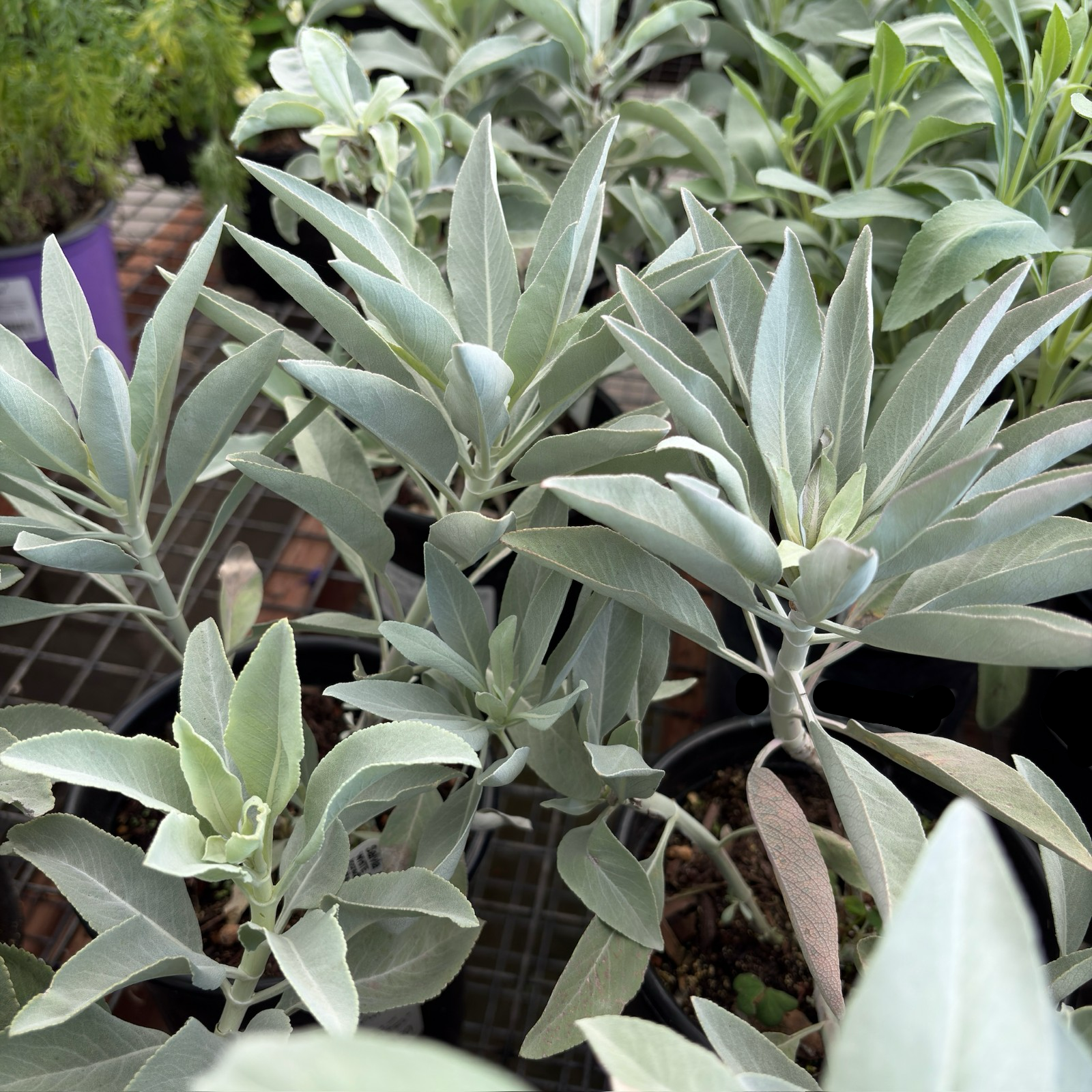 California White Sage