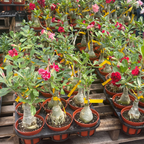 Potted Camellia Desert Rose plants with pink flowers on wooden pallets