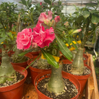 Potted Camellia Desert Rose plants with pink flowers in a greenhouse setting