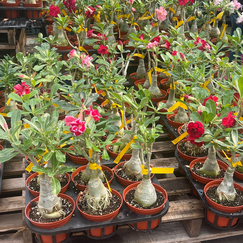 フラワー・ガーデニング konect Type02 desert Camellia Desert Rose – Victory Nursery