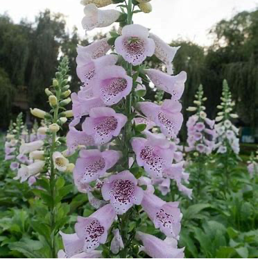 Camelot Lavender Foxglove