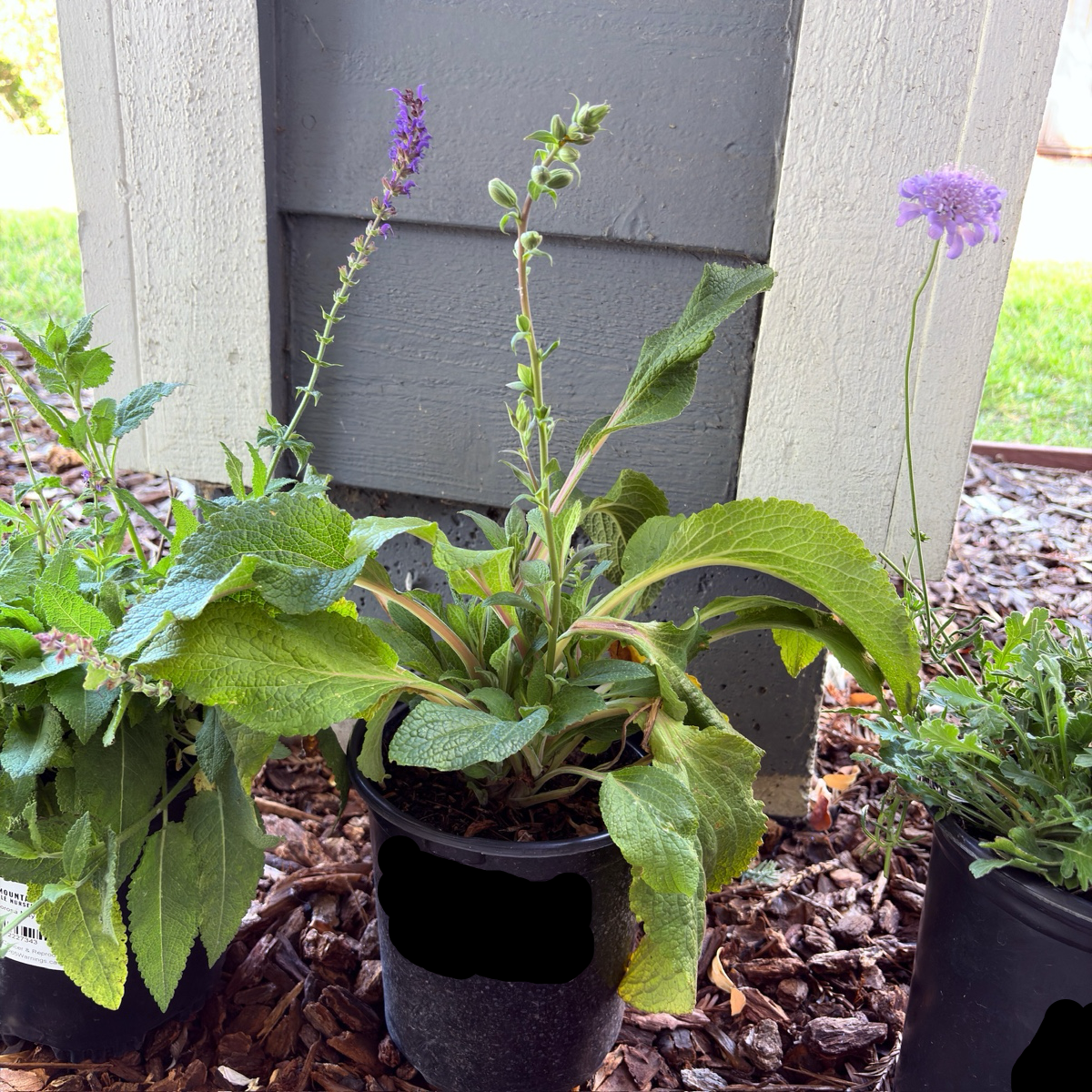 Camelot Lavender Foxglove
