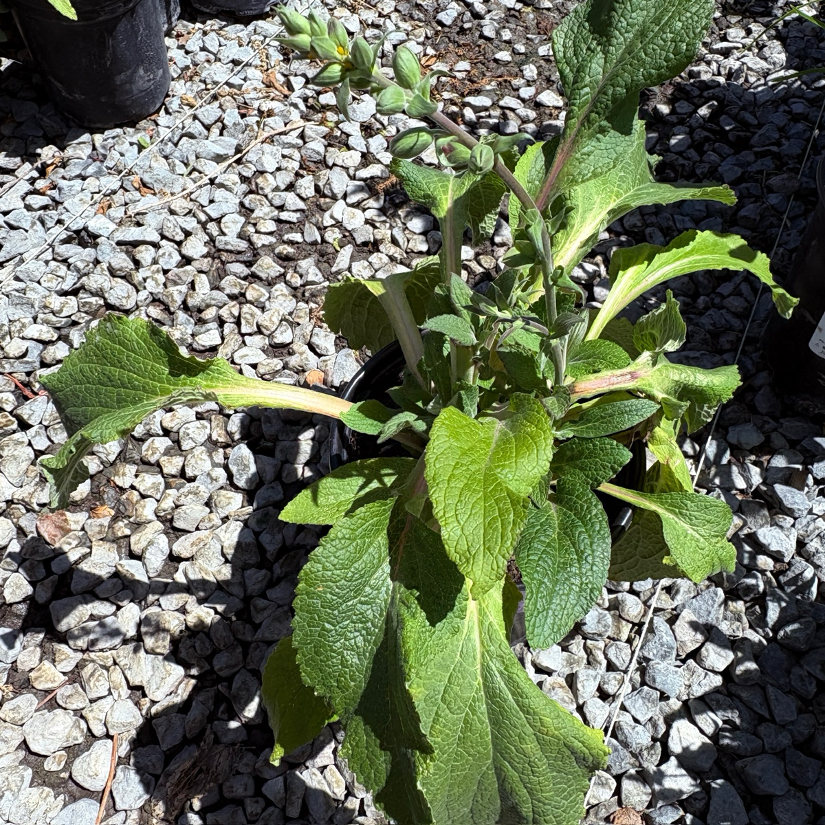Camelot Lavender Foxglove