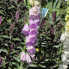 Camelot Lavender Foxglove
