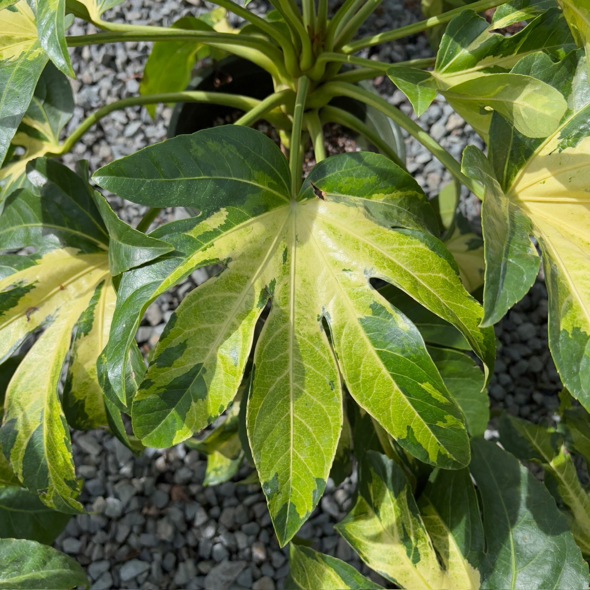 Camouflage Variegated Japanese Aralia