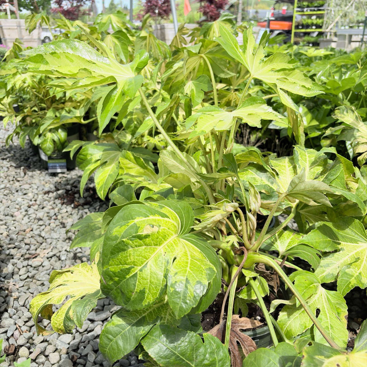Camouflage Variegated Japanese Aralia
