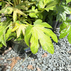 Camouflage Variegated Japanese Aralia