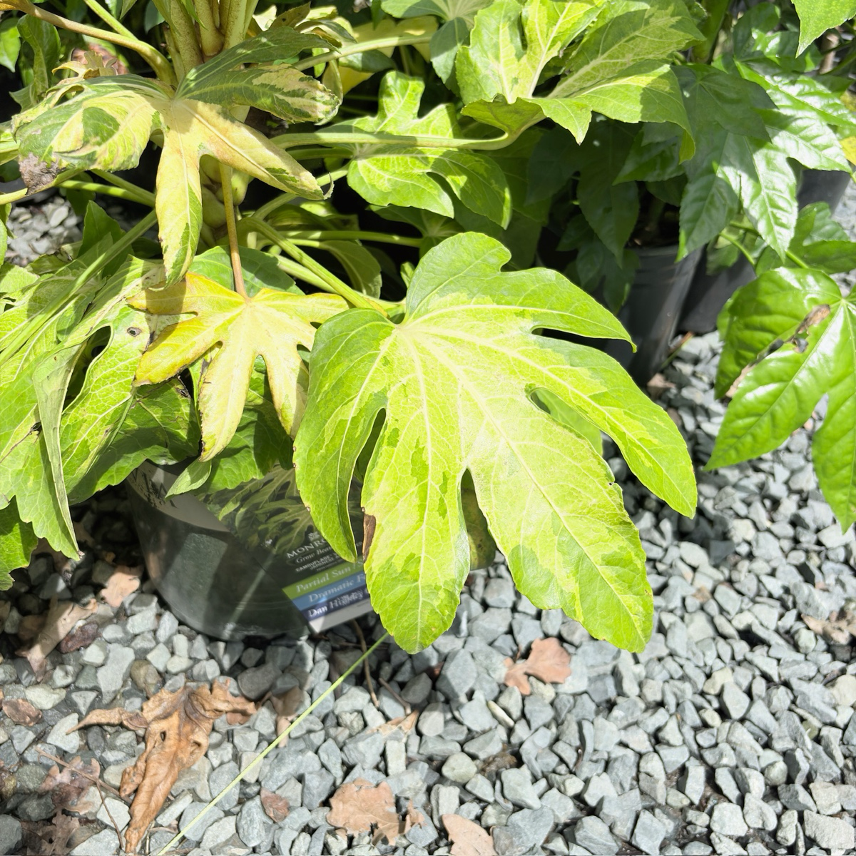 Camouflage Variegated Japanese Aralia