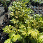 Camouflage Variegated Japanese Aralia