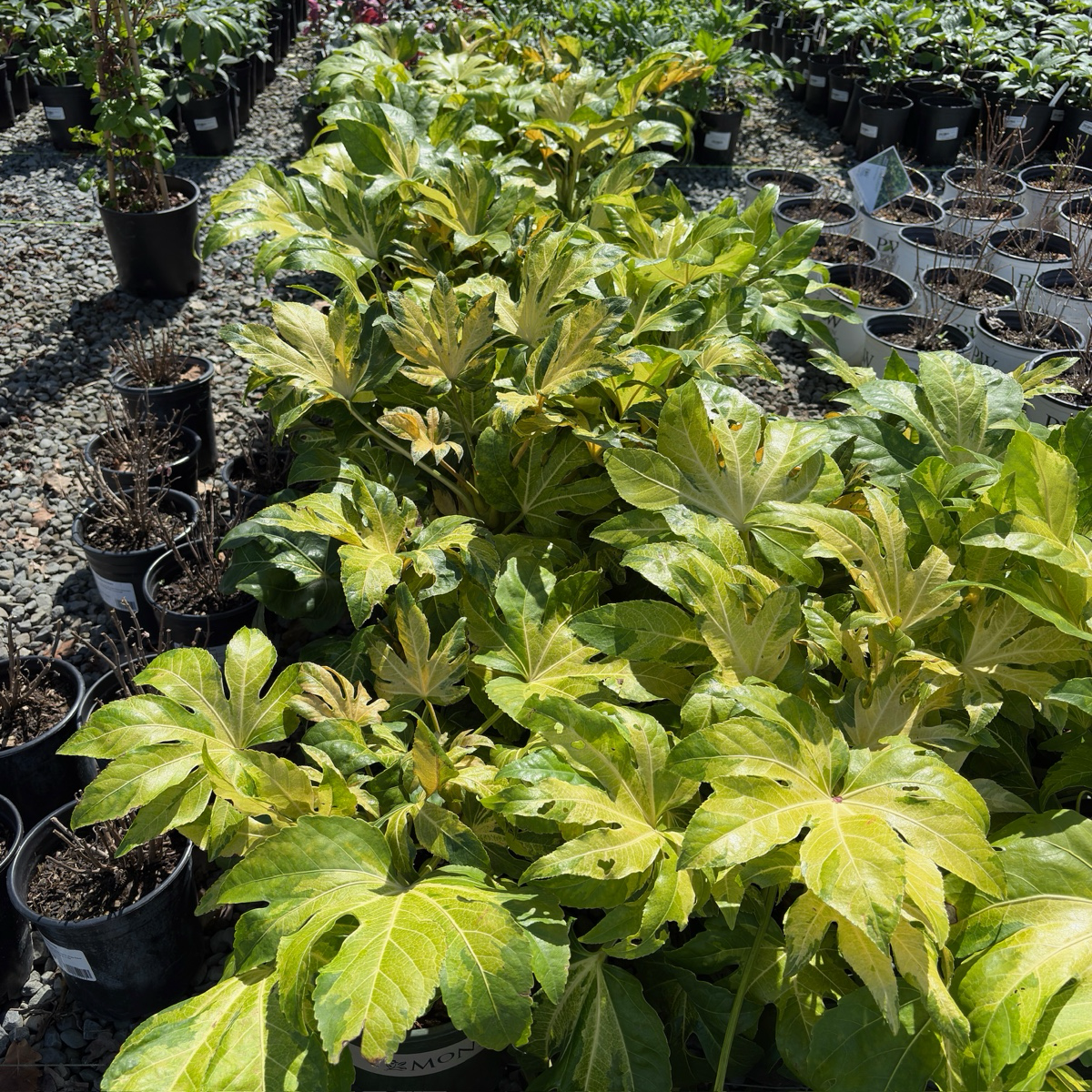 Camouflage Variegated Japanese Aralia
