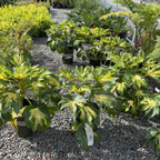 Camouflage Variegated Japanese Aralia