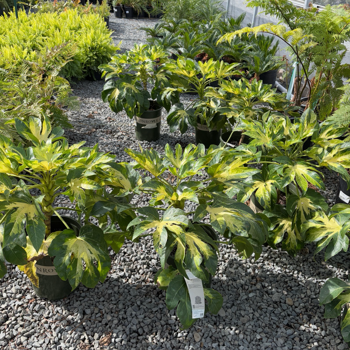Camouflage Variegated Japanese Aralia