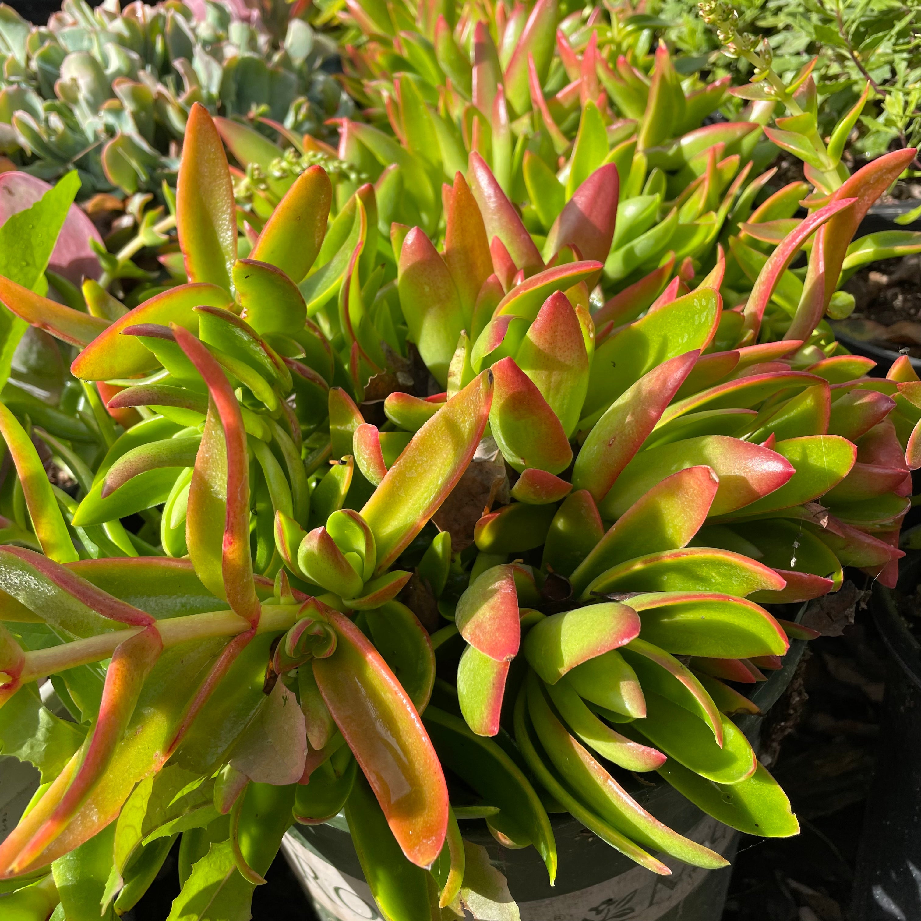 Campfire Crassula