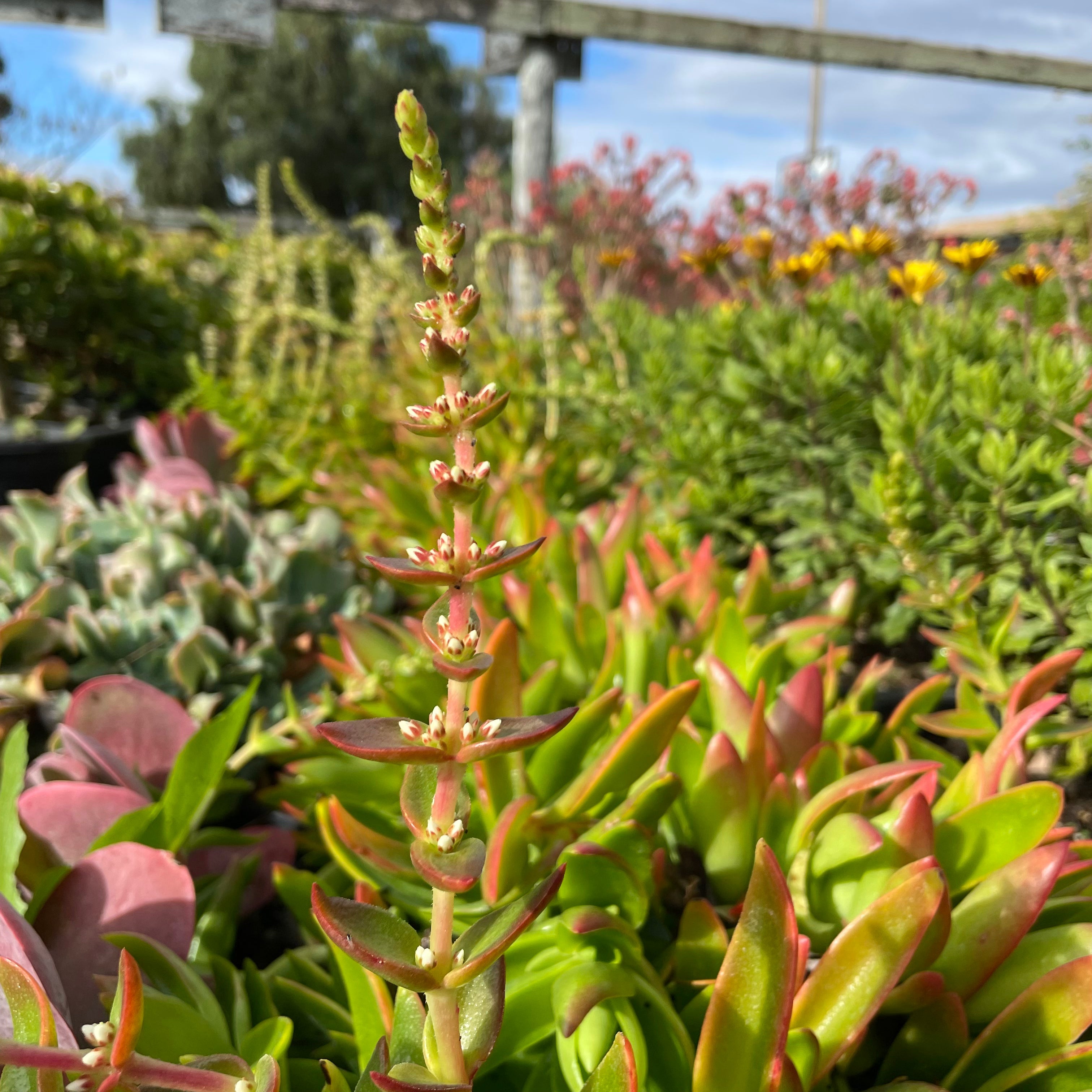 campfire succulent plant Campfire Crassula