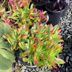 Campfire Crassula