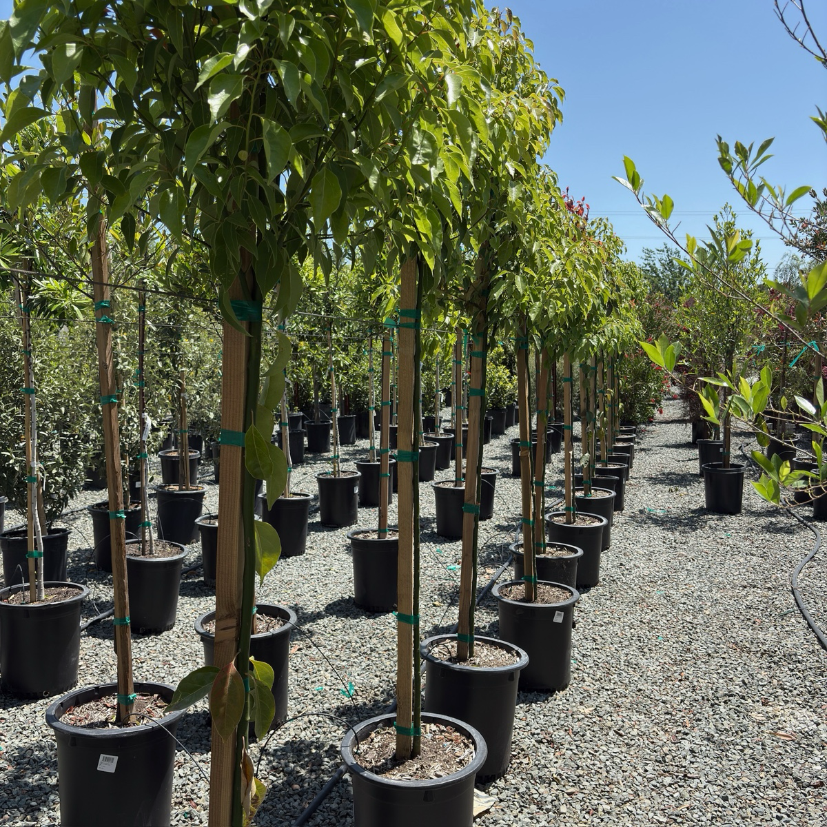 Row of potted Camphor Treein a nursery setting with clear blue sky.