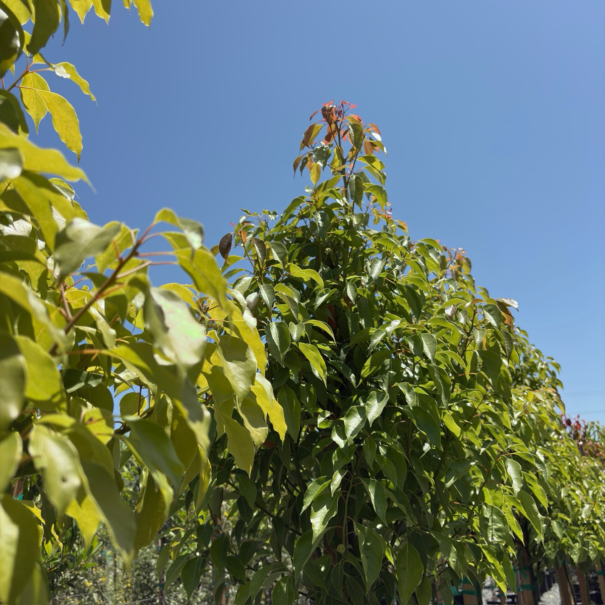 Cinnamomum camphora Tree with green leaves against a clear blue sky