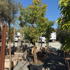 Camphor Tree