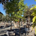 Camphor Tree