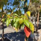 Camphor Tree