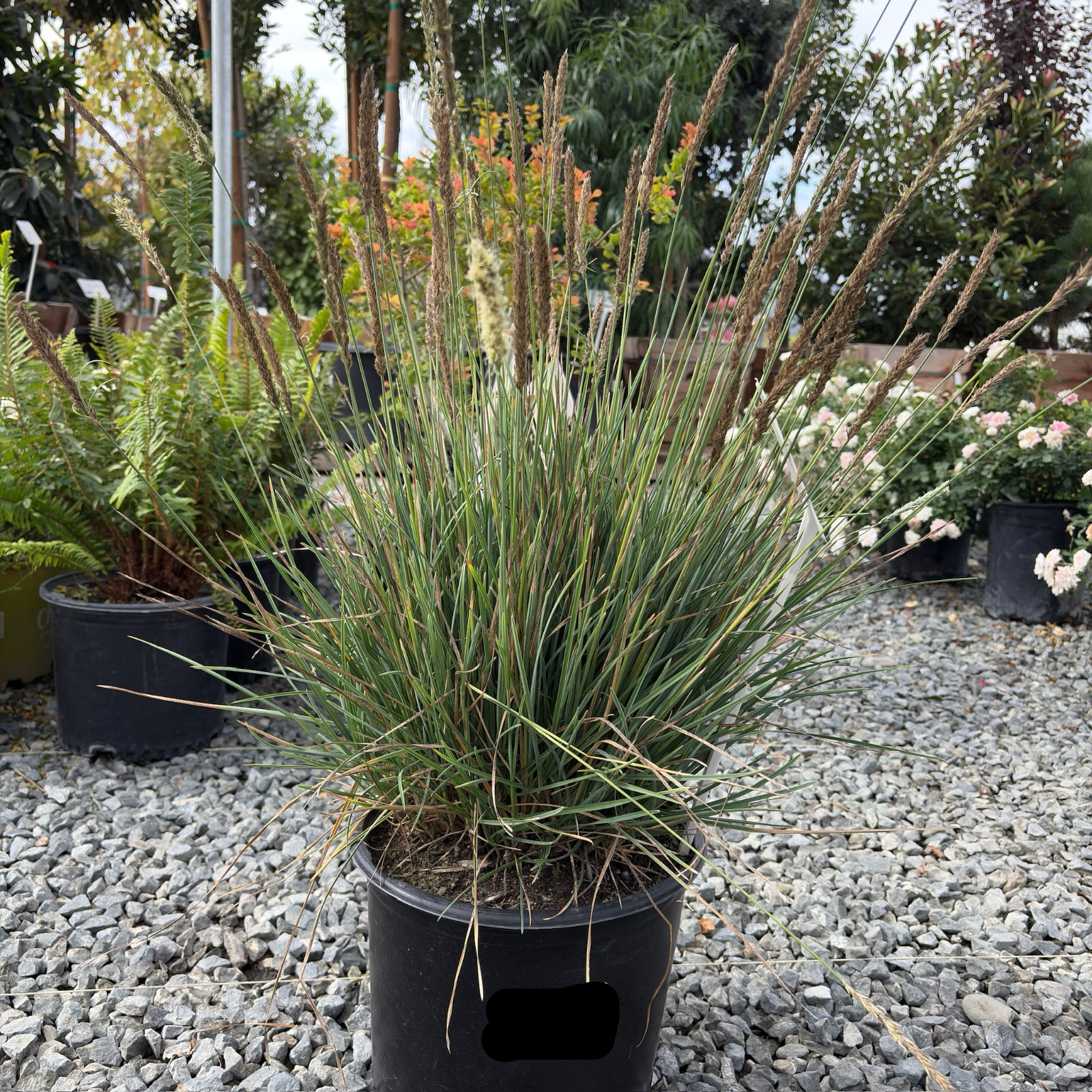 Campo Azul Autumn Moor Grass