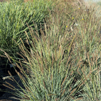 Campo Azul Autumn Moor Grass
