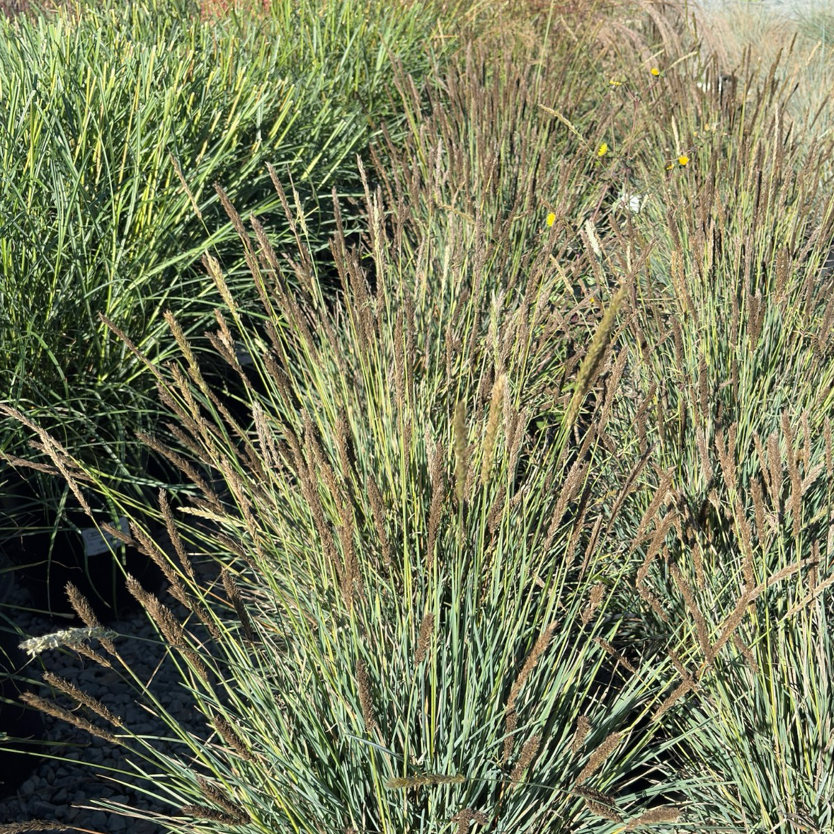Campo Azul Autumn Moor Grass