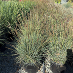 Campo Azul Autumn Moor Grass
