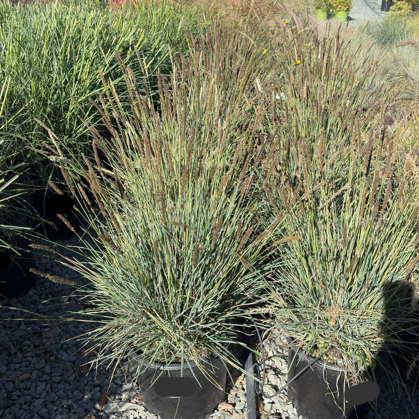 Campo Azul Autumn Moor Grass