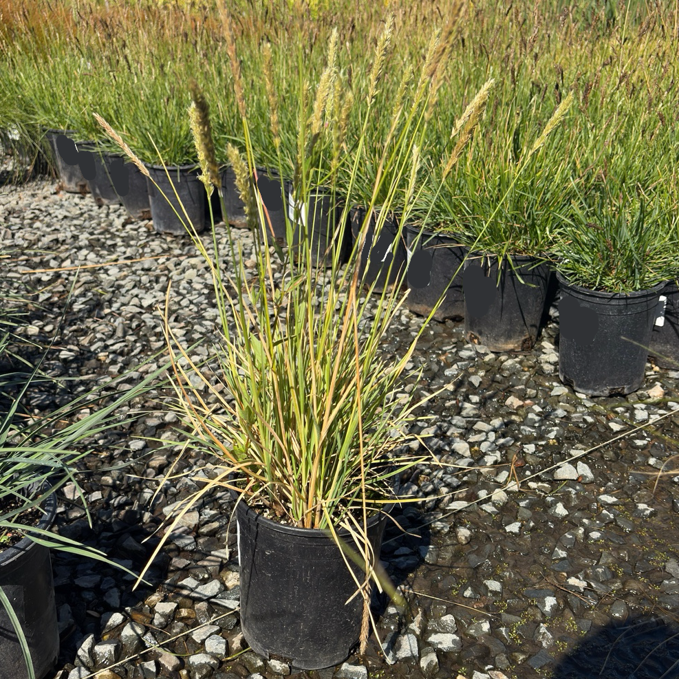 Campo Azul Autumn Moor Grass